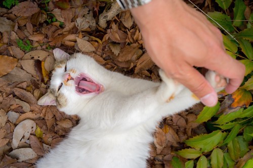 触ろうとする手を拒否する猫