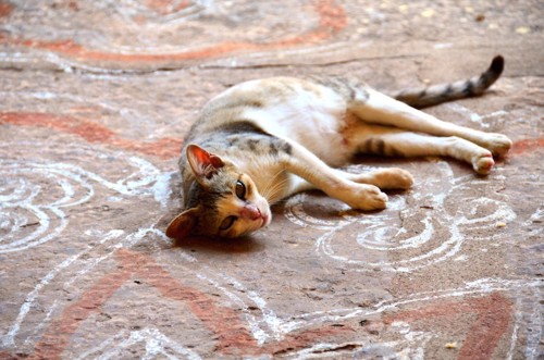 寺のコーラムに横たわるインドの猫