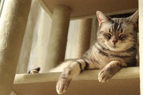 キャットタワーの上でくつろぐ猫