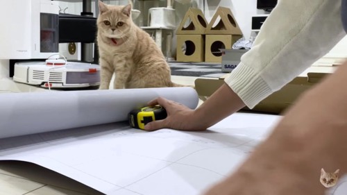 作業を見守る茶色猫