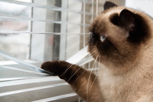 ブラインドを下げて外を見つめる猫