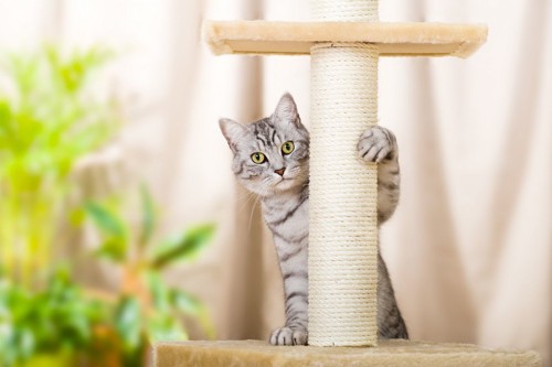 キャットタワーに登る猫