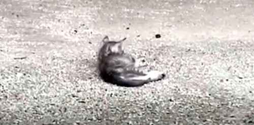 道路上で倒れる子猫