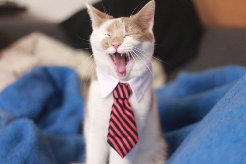 大きく口を開けてあくびをするネクタイをした猫
