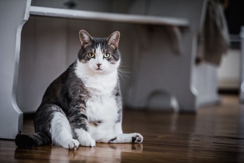 座ってこちらを見る肥満気味の猫