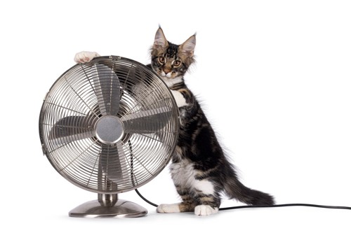 扇風機に触れている猫