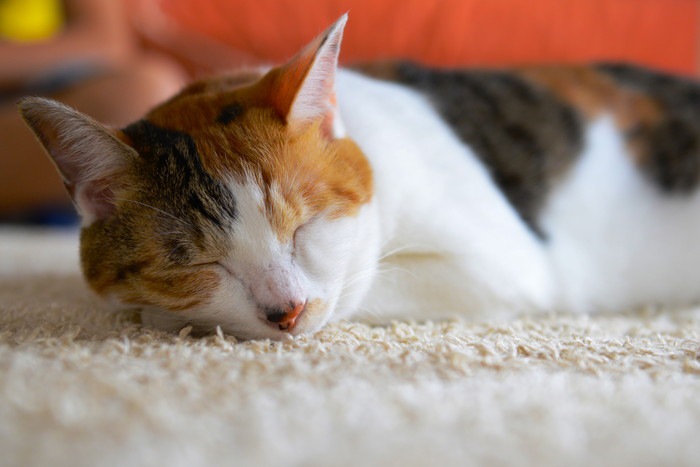 フワフワ絨毯で寝る猫