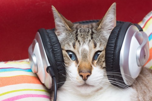 ヘッドフォンで耳をふさぐ猫