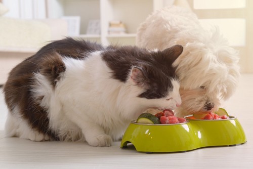 野菜や肉を一緒に食べる猫と犬