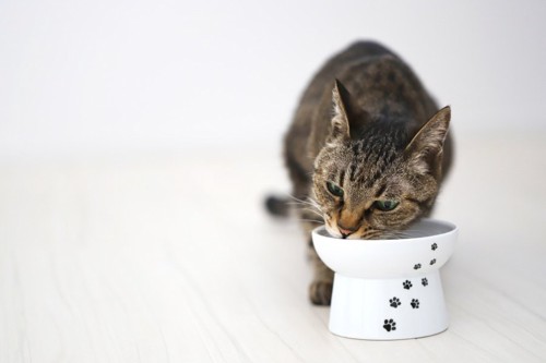 高さのある食器で食べる猫
