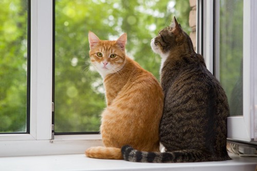 窓際にいる二匹の猫