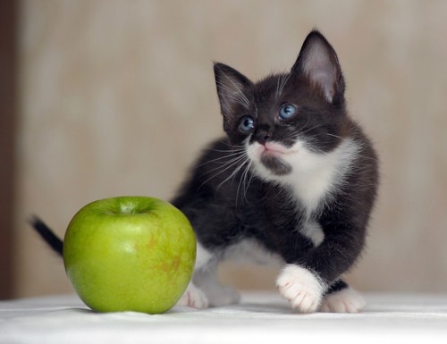 青リンゴと子猫