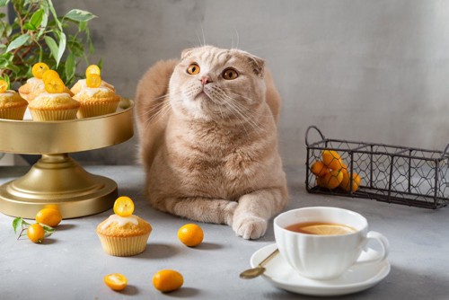 カップとケーキとクリーム色の猫