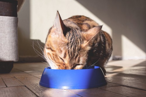 プラスチックの容器で食べる猫