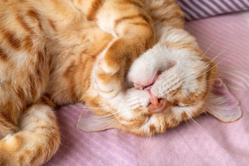 口を開けながら寝転ぶ猫