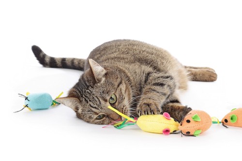 おもちゃに囲まれて横になる猫