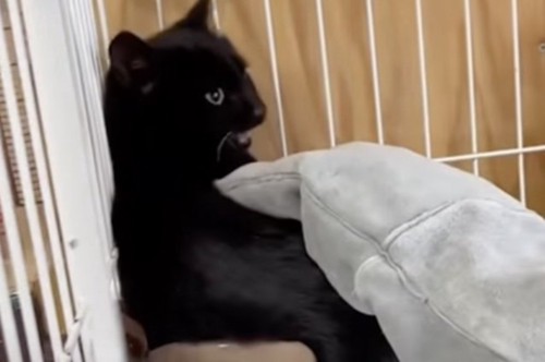 手強い黒猫