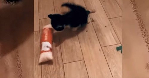 床の上に子猫と餌の袋