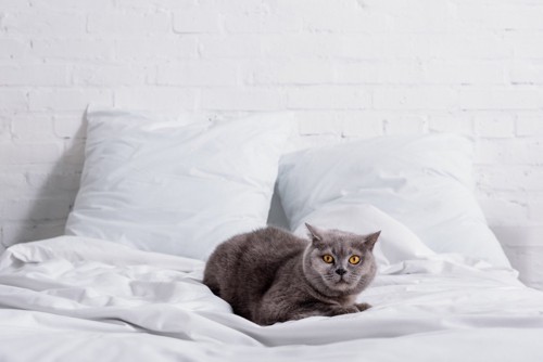 ベッドにいる猫