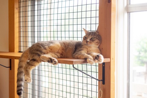 窓辺のキャットステップの上の猫