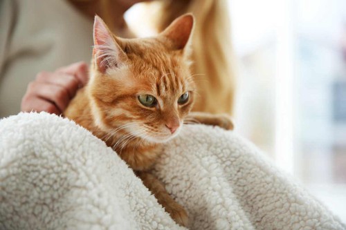 毛布をかけた膝に乗る猫