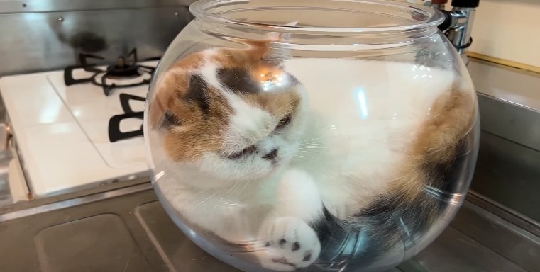 金魚鉢猫 肉球