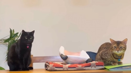 座る黒猫とベンガル