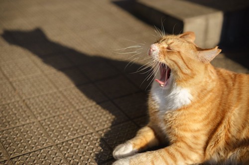 日なたぼっこ中にあくびをする猫