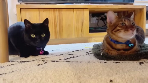黒猫と青い首輪の猫