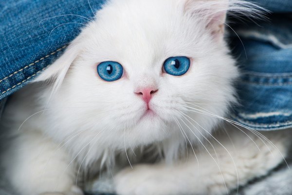 青い目をした白いペルシャ子猫
