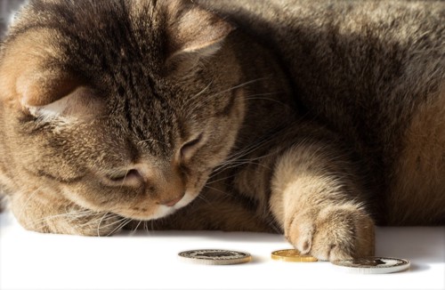 小銭と猫