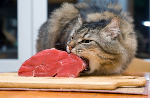 #肉を食べる猫