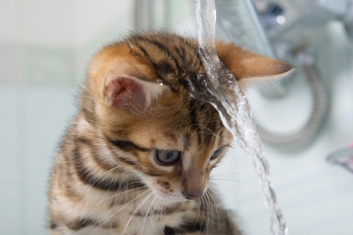 蛇口から出る水を頭からかぶる子猫