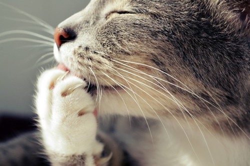 手を舐めている猫