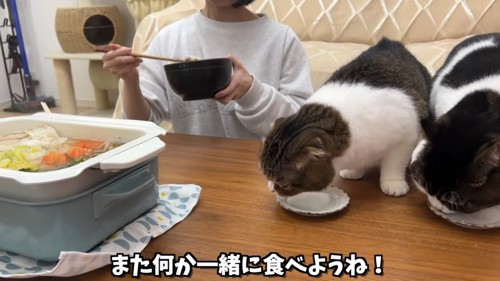 食事をする人と2匹の猫