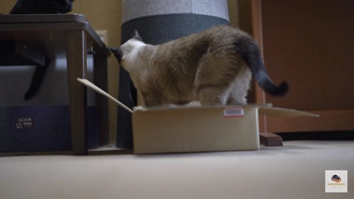 箱に入るシャム猫