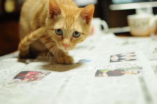 新聞の上に乗る猫