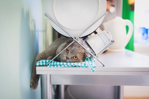 食器置きの下にもぐりこんでこちらを見る猫