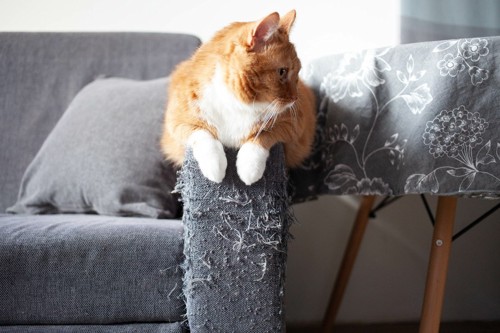 ボロボロのソファに座る猫