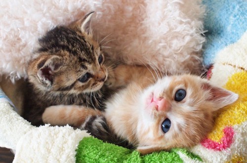 毛布でくつろぐ二匹の子猫