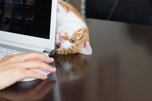 パソコンから覗き込む猫