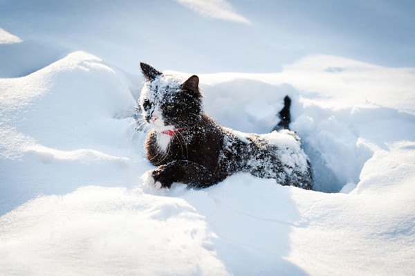顔に雪がついた猫