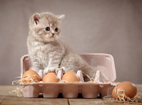 子猫と卵