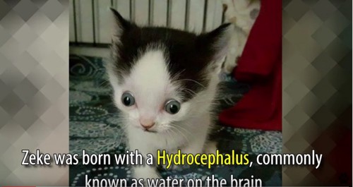 水頭症で頭が大きな子猫