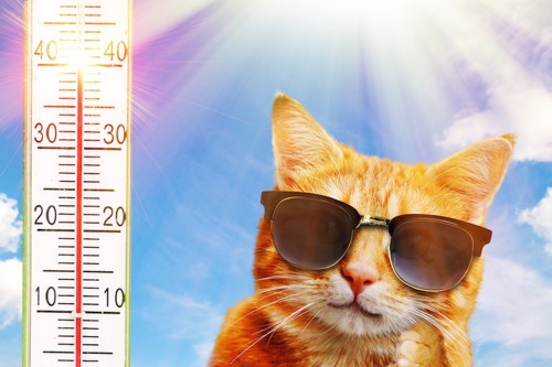 温度計とサングラスをした猫