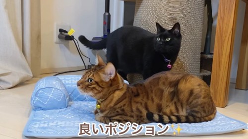 水色のパッドに乗る猫と黒猫