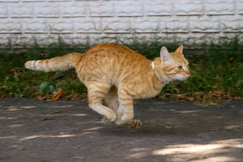 道を走る猫