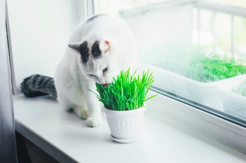 白い猫と猫草