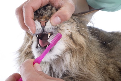 歯ブラシで歯磨きをされる猫