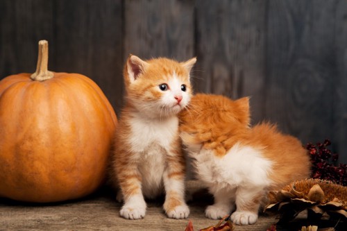 猫とかぼちゃ